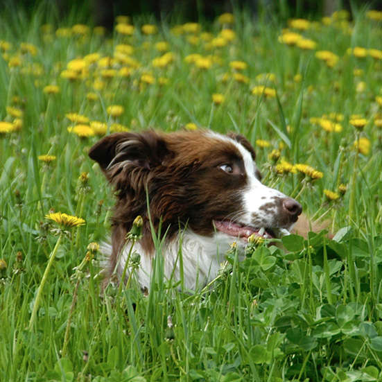 about-dog-in-field