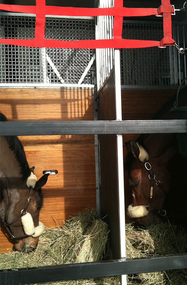 horses-feeding-in-trailer